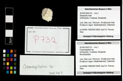 Foto (Objekt + Etikett) von Cracensigillatus sp.  (NHMW-GEO-2014-0194-0732)